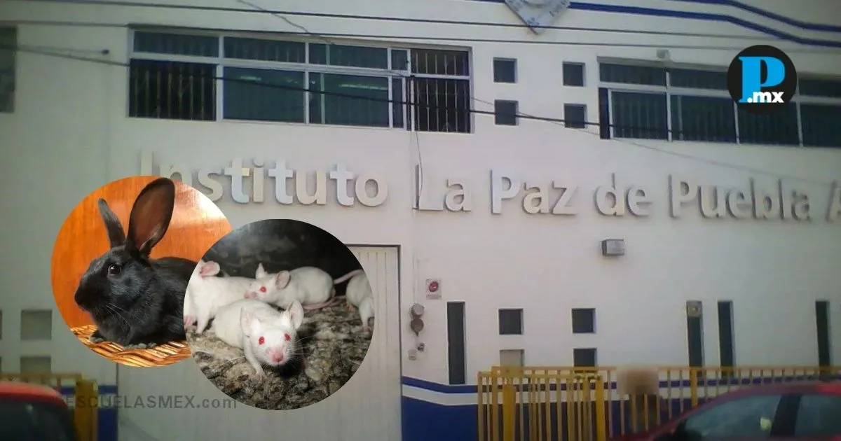 Crueldad animal en escuela de Puebla; alumnos diseccionarían animales vivos: FGE ya investiga