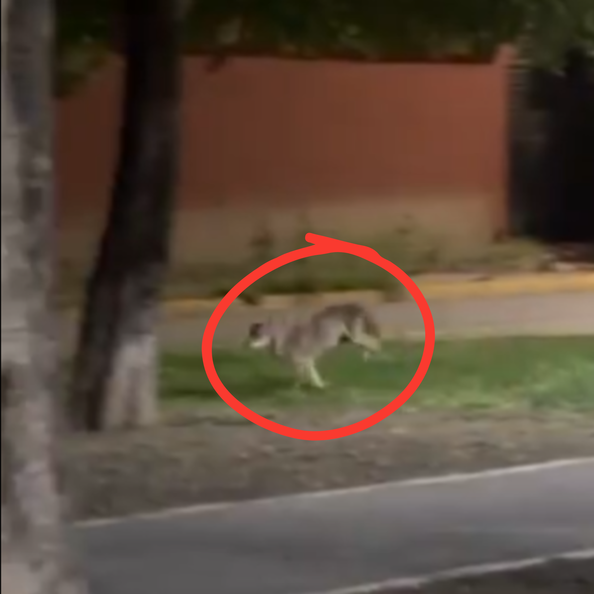 Coyote es avistado en zona urbana de San Nicolás de los Garza, Nuevo León