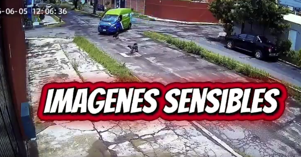 VIDEO indignante: Repartidor de agua Junghanns atropella y mata a perrito en Puebla