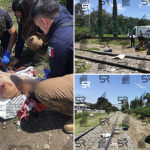 Tragedia en Bosques de Amalucan: persona muere arrollada por tren y cuerpo queda severamente mutilado