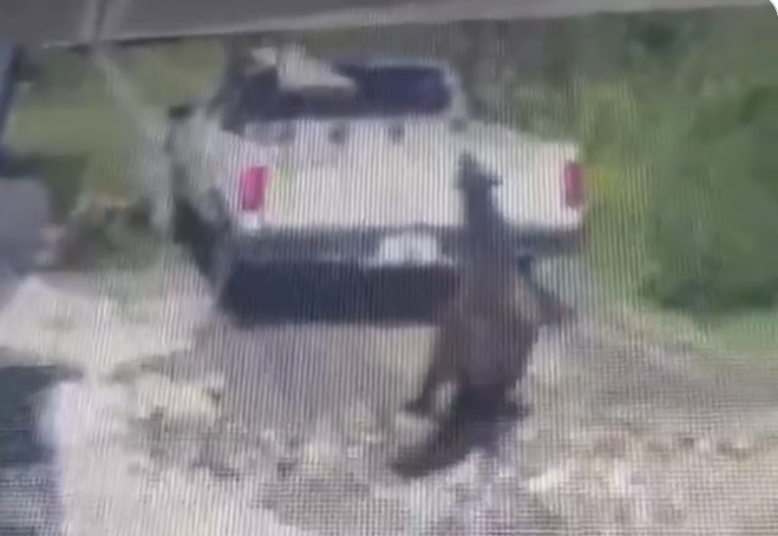 VIDEO: Indignación en Texmelucan por video que muestra a caballo arrastrado por camioneta