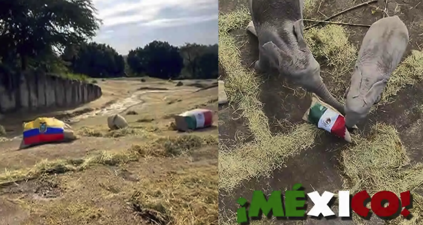 VIDEO: Elefantes de Africam Safari pronostican que México le ganará a Ecuador