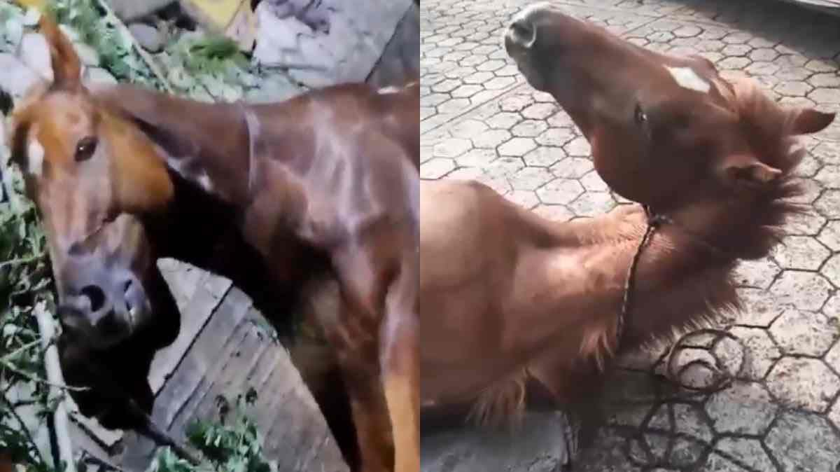 Crueldad animal: Conductor ebrio atropella a jinete y caballo en Hueytamalco; autoridades tardan más de 34 horas en darle eutanasia