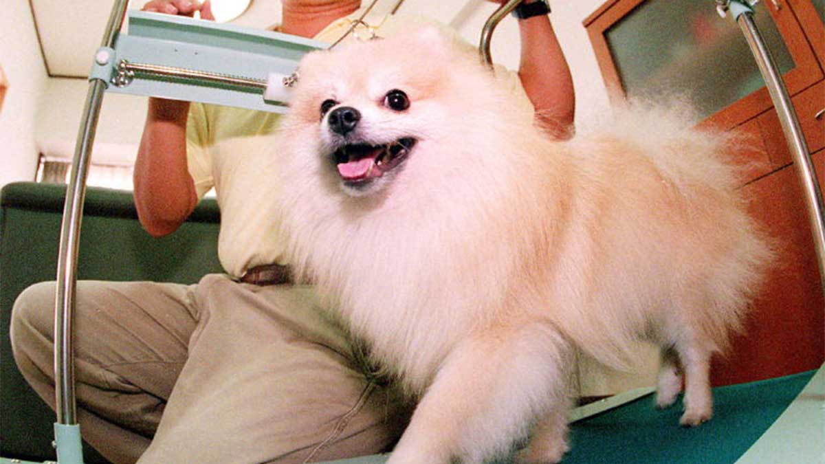 Video revela brutal muerte de cachorro pomerania en spa de la Roma-Condesa: ¿falta de control o negligencia?