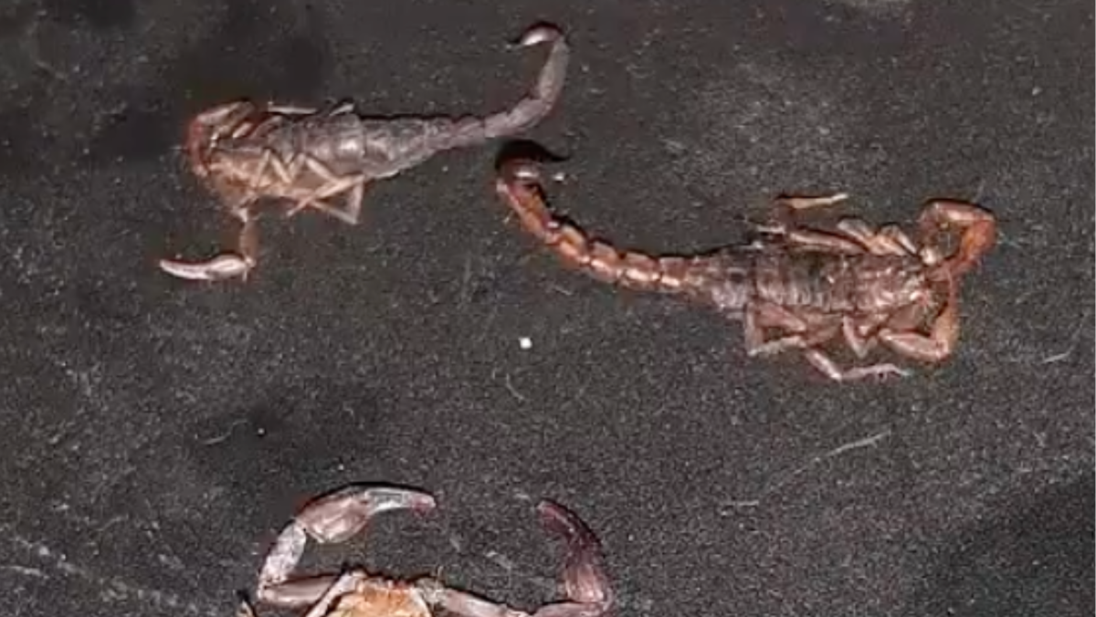 Alerta en Puebla: Alacranes invaden al menos cuatro colonias y ponen en riesgo a familias