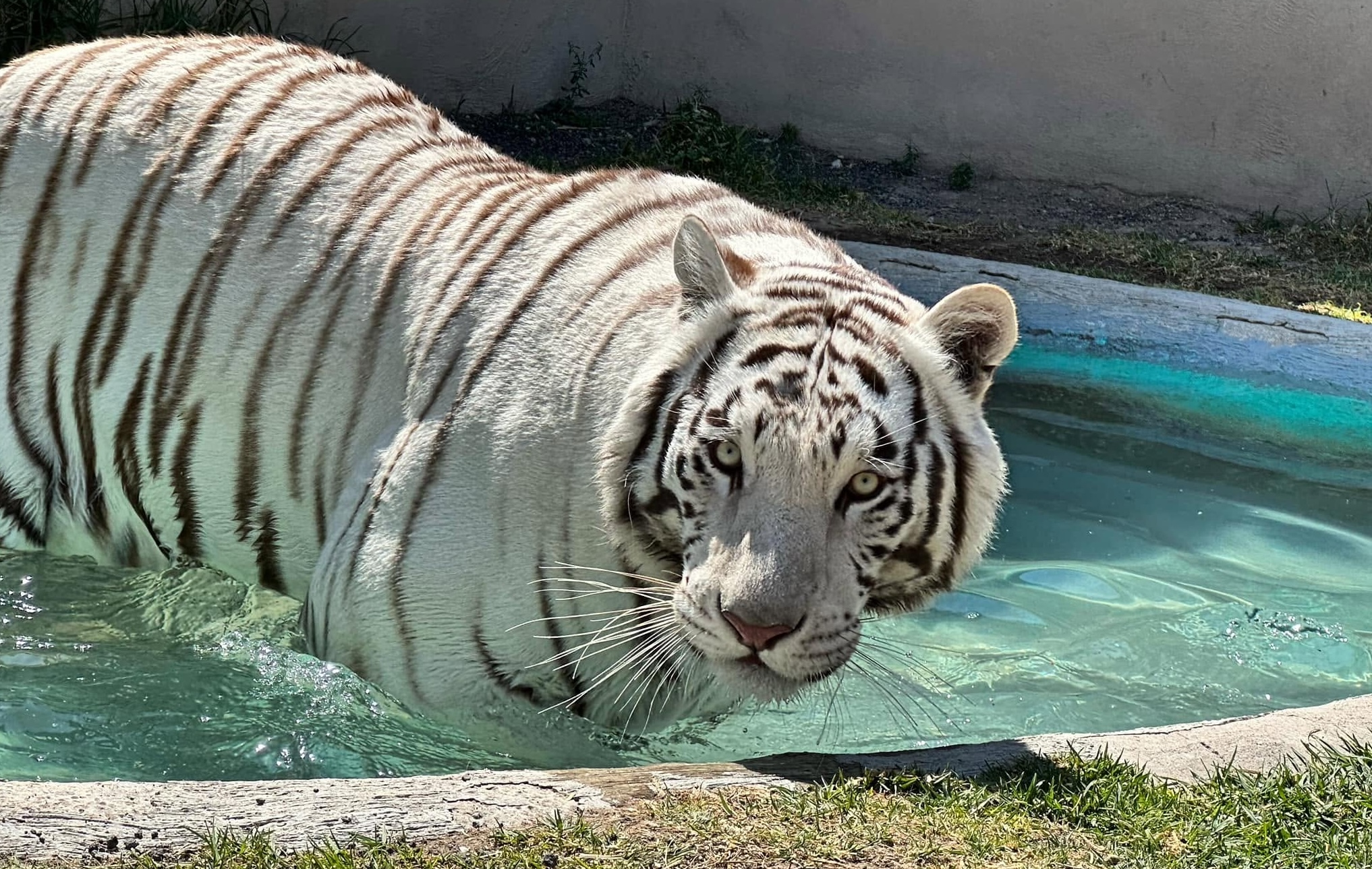 VIDEO: Tigre blanco lleva tres días suelto en Edomex y Semarnat deslinda responsabilidad