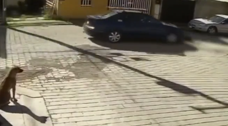 VIDEO: Indignación en Atlixco por atropellamiento intencional de perrita “Ody”; la tuvieron que dormir
