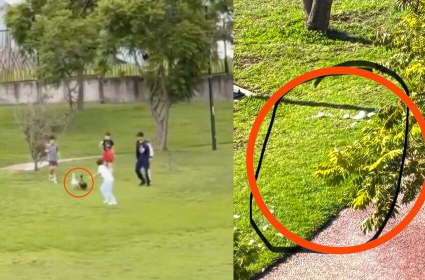 VIDEO: Patos del Parque Cascatta en Lomas de Angelópolis, víctimas de agresiones y abandono